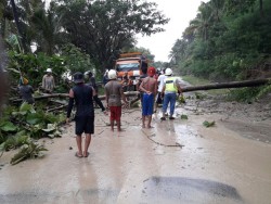 Akibat hujan deras, sebuah pohon tumbang dan tanah disekiarnya longsor