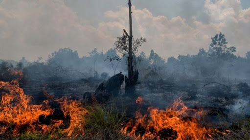 3 Petugas Damkar Mamuju Luka Saat Padamkan Kebakaran Lahan