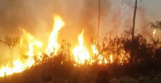 Kementerian KLHK Sesalkan Sikap WWF, Ini Alasan