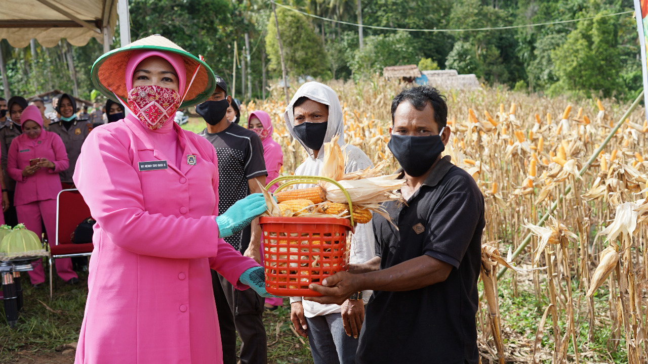 Ketua Bhayangkari Akan Bagikan Jagung Hasil Panen Polda Sulbar