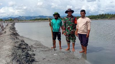 Dukung Ketahanan Pangan, Babinsa di Majene Sukses Budidayakan Ikan Bandeng dan Udang Vaname