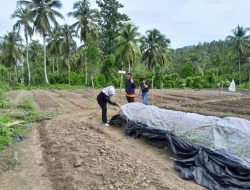 Dinas Transmigrasi Semaikan Bibit Tomat