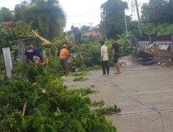 Akibat Angin Kencang, Pohon di Depan SDN 4 Mamuju Tumbang, Kepsek Segera Bereaksi