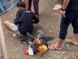 Polsek Tommo Gerebek Judi Sabung Ayam