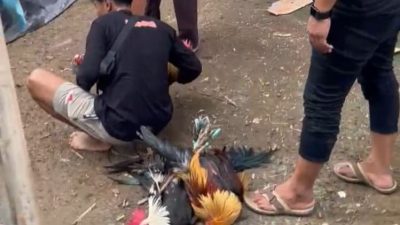 Polsek Tommo Gerebek Judi Sabung Ayam