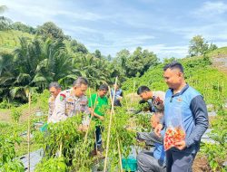 Kebun Ketahanan Pangan Biddokkes Polda Sulbar, Menumbuhkan Ekonomi dan Kesejahteraan