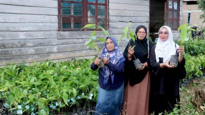 Bupati & Anggota DPR RI Salurkan Ribuan Bibit Kakao