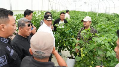Pemprov Sulbar Kunjungi Smart Farming Katokkon di Toraja