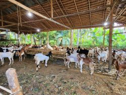 SDK-JSM Salurkan Bantuan Kambing: Inspektorat Pastikan Tepat Sasaran