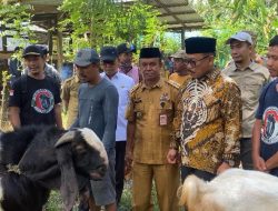 Gubernur SDK Tinjau Bantuan Bibit Ternak Kambing di Polewali Mandar