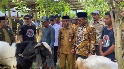 Gubernur SDK Tinjau Bantuan Bibit Ternak Kambing di Polewali Mandar