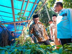 Gubernur SDK Cek Langsung Bantuan Kambing, Bibit Kakao dan Pupuk di Polman