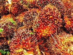 Disbun Sulbar Salurkan Bantuan Rp4,59 Miliar untuk Petani Kakao di Majene