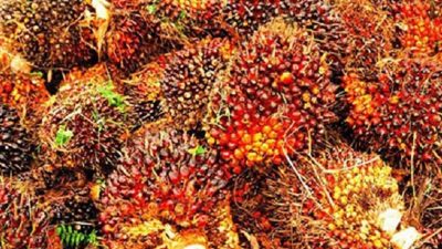 Harga TBS Kelapa Sawit Produksi Pekebun Mitra Periode April 2026 Sebesar Rp 3.370,33 Per Kilogram 