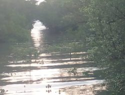Proyek Kampung Nelayan 2025 di Sumare Diduga Merambah Hutan Mangrove