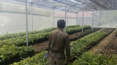 Disbun Sulbar Identifikasi Kebun Masyarakat di Tiga Kabupaten