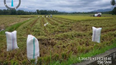 Petani Buttu Pana Panen Raya Pertama Setelah Puluhan Tahun