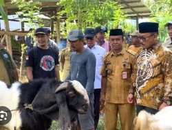 Dalam Setengah Tahun, 25 Persen Bantuan Kambing Pemprov Sulbar Sudah Produktif