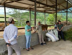Kepala Dinas TPHP Sulbar Kunjungi UPTD BPHMT-IB IPTU Beroangin