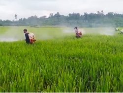 Lahan  Padi di Kecamatan Tommo Terkendali dari Serangan Bercak Daun Coklat