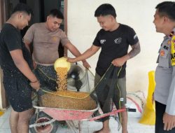 Maksimalkan Serapan Jagung, Polsek Tommo Bantu Petani Proses Pengeringan