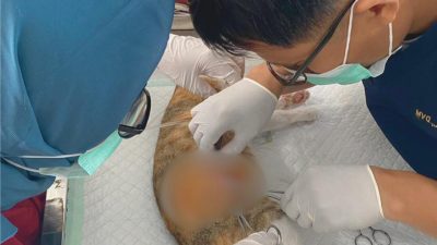 Steril Anabul untuk Kendalikan Populasi dan Cegah Penyakit