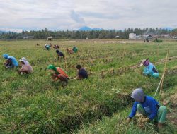 Panen Raya Bawang Merah di Kalukku, Bukti Nyata Keberhasilan Program Gubernur SDK