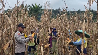 Polsek Kalumpang Bantu Petani dari olah Jagung Hingga Tuntas