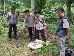 Polsek Kalukku Selidiki Penemuan Mayat Bayi di Bebanga