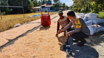 Panen 3 Ton! Polsek Sampaga Polresta Mamuju Buktikan Ketahanan Pangan Lewat Desa Binaan