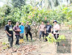 Pemerintah Percepat Penetapan Kebun Sumber Benih Kakao