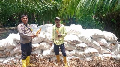 Bhabinkamtibmas Polsek Sampaga Panen Jagung Bersama Petani Binaannya