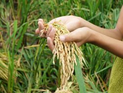 PUPR Sulbar Perkuat Swasembada Pangan Lewat Irigasi