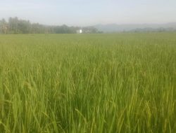 DTPHP Sulbar Gelar Pemeriksaan Fase Berbunga Padi Inpari 42 di BUMDes Panca Karya Tonrolima