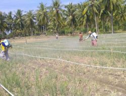 DTPHP Sulbar Gelar Gerdal OPT pada Lahan Bawang Merah di Polman