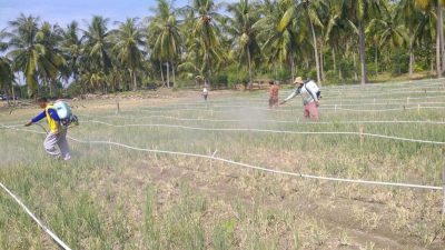 DTPHP Sulbar Gelar Gerdal OPT pada Lahan Bawang Merah di Polman