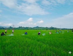 UPTD BPTPH DTPHP Sulbar GERDAL Penggerek Batang Padi