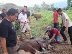 Gubernur SDK Sembelih Hewan Kurban, Ini Salah Satu Niatnya