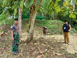 Dinas Kehutanan Serahkan Sapi Kurban kepada Korem 142/Tatag