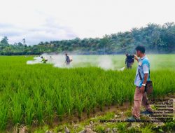 Pemprov Sulbar Perkuat Perlindungan Tanaman Padi