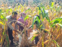 Bhabinkamtibmas Polsek Banggae Panen Jagung