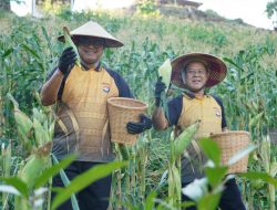 Polda Sulbar Panen Raya Jagung