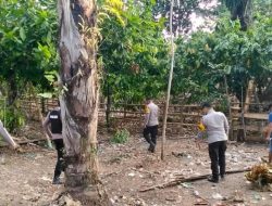 Polsek Tapalang Bubarkan Judi Sabung Ayam di Lereng Gunung