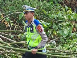 Ditlantas Polda Sulbar Evakuasi Pohon dan Tiang Lampu Tumbang Akibat Hujan Angin