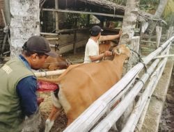Capaian Sementara IB Sulbar Terbaik Kedua Nasional